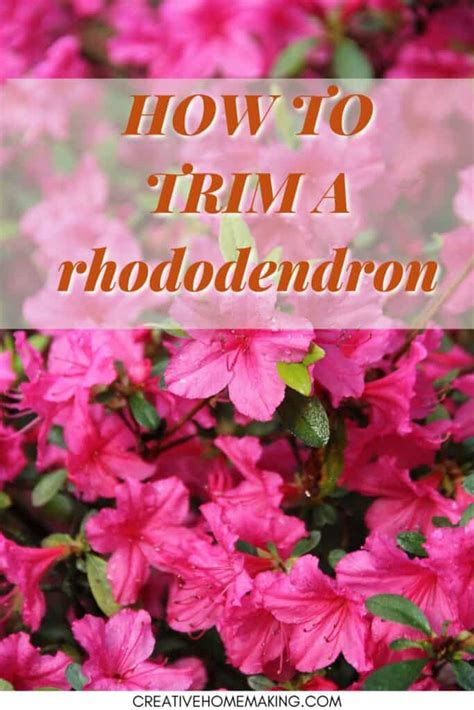 How to trim and shape a rhododendron