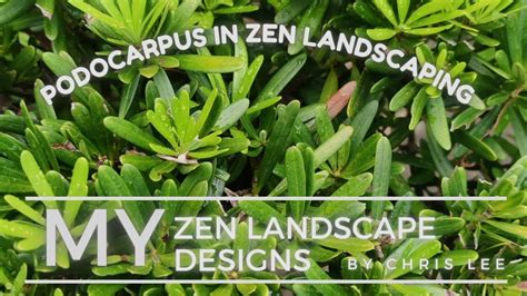 How to use podocarpus in your backyard