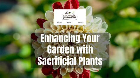How to use sacrificial plants in your garden