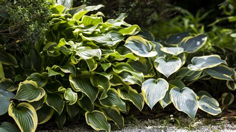 How to winterize hostas