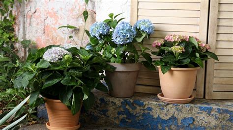 How to winterize hydrangeas in pots