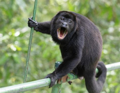Howler Monkey Costa Rica
