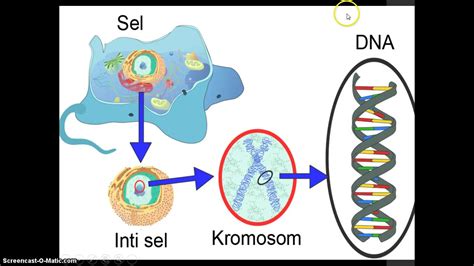 Hubungan Antara DNA Gen dan Kromosom