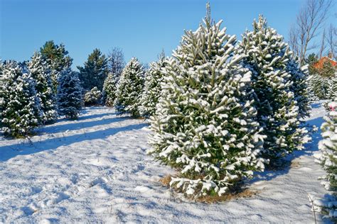 Hudson Valley Christmas Trees