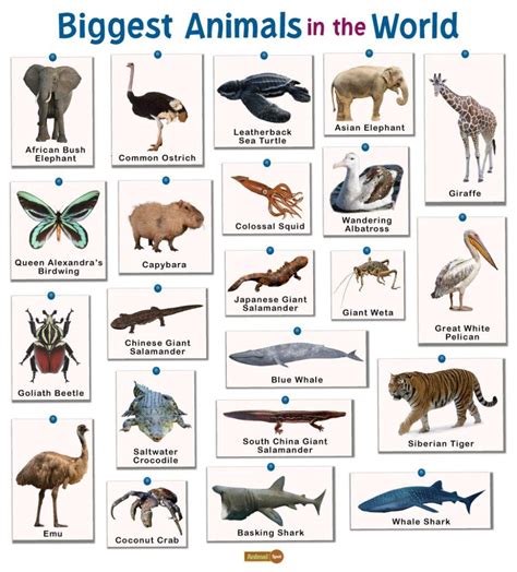 Download Huge Animal Bundle Images