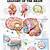 Human Anatomy And Physiology Brain