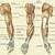 Human Anatomy Arm Muscles