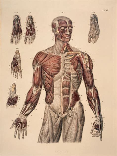 Human Vintage Anatomy Illustration Art Medical