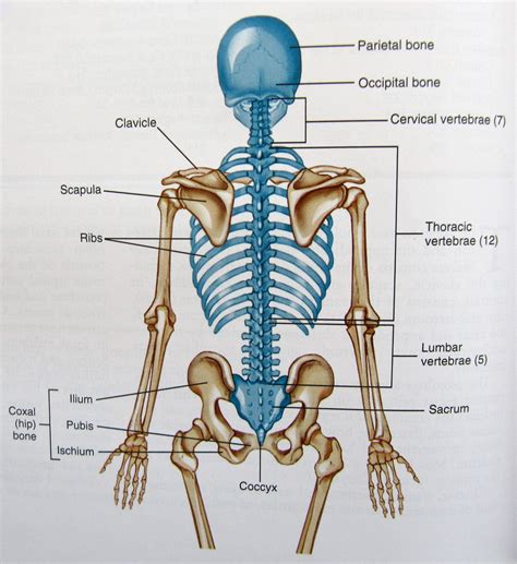 backbone. backache. science anatomy scan of human spine