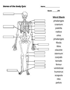 Anatomy Practice Quiz On Skeletal System ProProfs Quiz