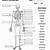 Human Anatomy Bones Quiz