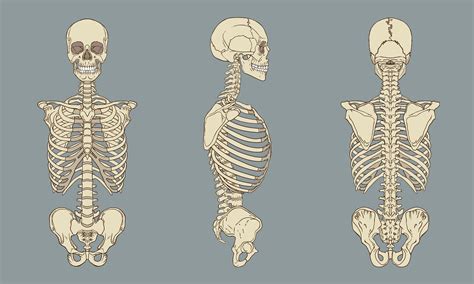 Human Back Bones Back of Human Skeleton DK Find Out