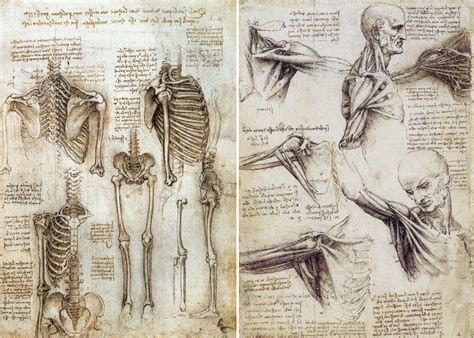 Leonardo Da Vinci Anatomy Photograph by Granger