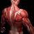 Human Anatomy Muscles