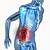 Human Anatomy Organs Lower Back