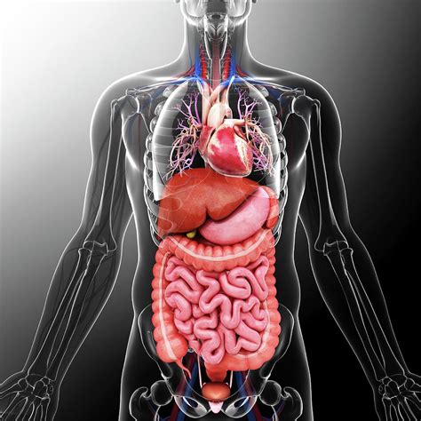 science anatomy scan of human body with internal organs