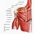 Human Anatomy Shoulder Muscles