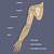 Human Arm Bone Anatomy