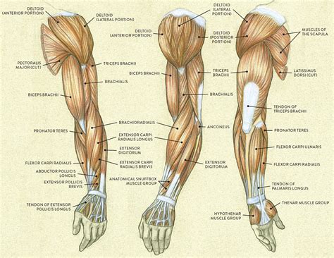 1 Overview of muscles in the human arm (back/front view