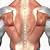 Human Back Muscle Anatomy