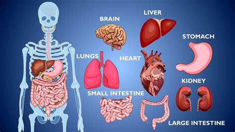Human Biology Organs