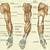 Human Body Muscles Arm