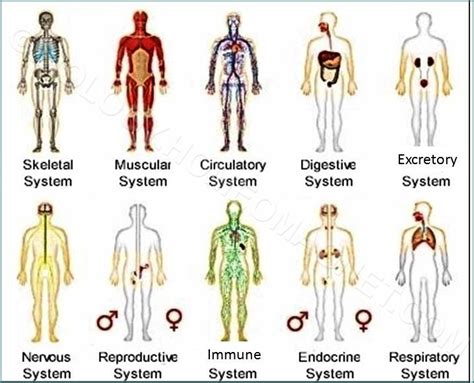 What Are The 11 Systems Of The Human Body And Their