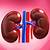 Human Body Organs Kidneys