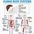 Human Body Systems Diagram For Kids
