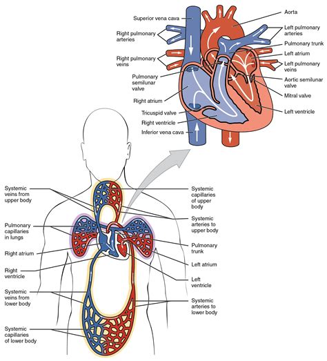 Human Heart Circulatory System Diagram Chart Cool Wall