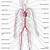 Human Circulatory System Labeled