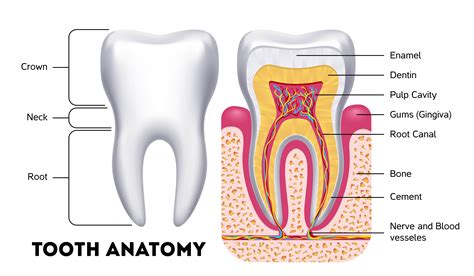 Tooth Anatomy Carson & Carson, DDS