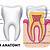 Human Dental Anatomy