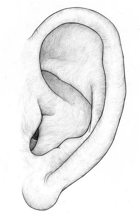 Human Ear Drawing at GetDrawings Free download