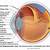Human Eye Anatomy And Physiology