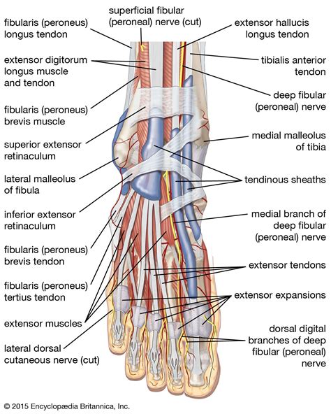 anatomy of foot an ankle with tendons and sheaths Ankle