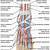 Human Foot Muscles And Bones