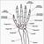 Human Hand Bones Diagram