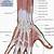 Human Hand Muscles And Tendons