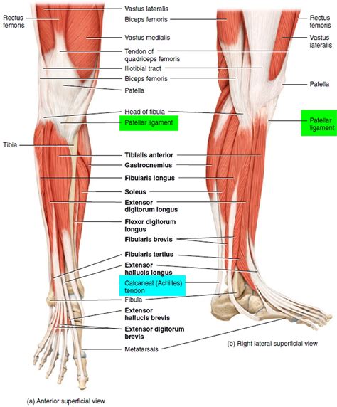 lateral leg muscles Flashcards ANATOMY 11 LEG/ANKLE