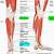 Human Leg Muscles And Tendons
