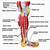 Human Leg Muscles Diagram