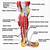 Human Leg Muscles Side View