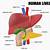 Human Liver Diagram