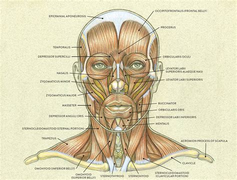 Facial muscles of the human head (8 x 10) Poster Print (8