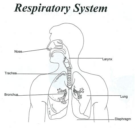 Respiratory System Coloring Page Coloring Home