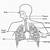 Human Respiratory System Diagram