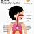 Human Respiratory System For Kids