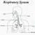 Human Respiratory System Unlabeled Diagram