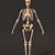 Human Skeleton 3d Model